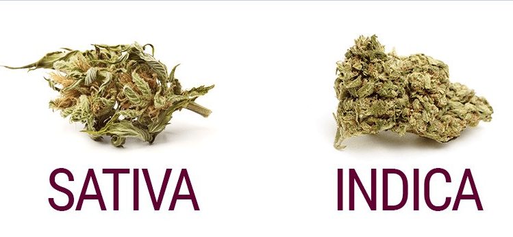 Cannabis Indica 5