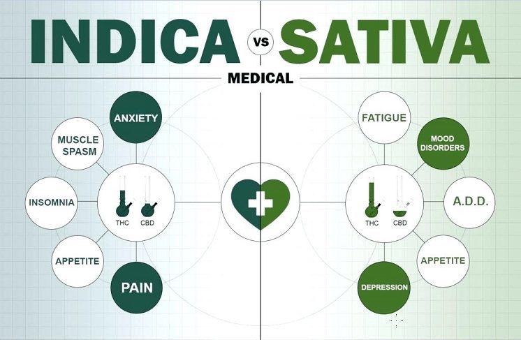 Cannabis Indica 50α