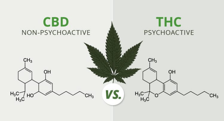 Cannabis Sativa 2a