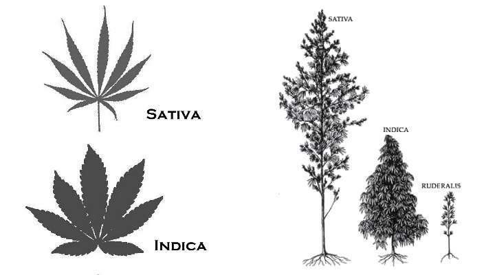 Cannabis Sativa 2aa