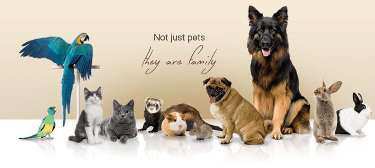 Κατοικίδια 2α