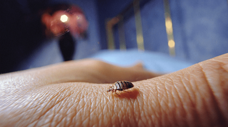 Έντομα Σπιτιού Τι Είναι Τα Βedbugs Και Σε Ποια Σημεία Κρύβονται